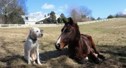 Successfully Managing Multi-Animal Spaces With Horses