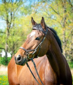 Thoroughbred Logic, Presented by Kentucky Performance Products: Generosity and Data Sharing