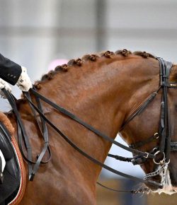 Training in the Right Way: Tack vs. Training Problems