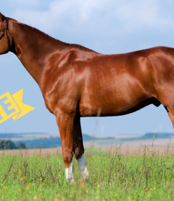 Buyer Beware: The Horse Dealer Isn’t Going Anywhere