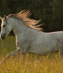 Memorial Day Means Summer Is Officially Here: Your Horse Care Checklist