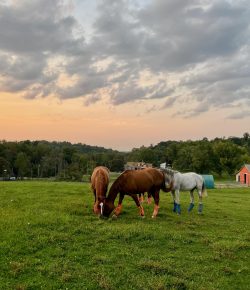 Why Horses Prefer Some Grasses Over Others