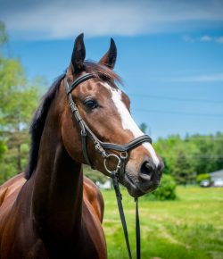 Thoroughbred Logic, Presented by Kentucky Performance Products: Following up on the Exit Physical – A Matter of Trust