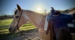 Reader Photo Challenge: Buckskin Horses