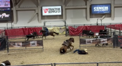 Tuesday Video: Unplanned Dismount, Unfazed Partner