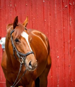 Thoroughbred Logic, Presented by Kentucky Performance Products: Adaptability