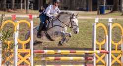 Reader Photo Challenge: Draft Horses