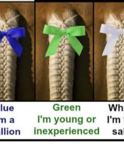 Horse Etiquette 101: Understanding Tail Ribbon Colors