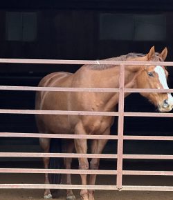 When the Lessons End: What Happens to Retired Lesson Horses?