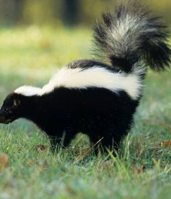 Sprayed and Betrayed: When Curiosity Gets Your Horse Skunked