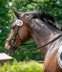 Thoroughbred Logic, Presented by Kentucky Performance Products: Ditch the Bigger Bit; Target the Hind End