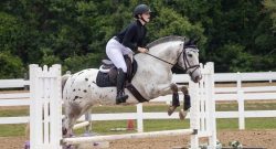 Reader Photo Challenge: Appaloosa Horses
