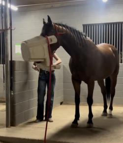 Tuesday Video: Stools Are for Chewing