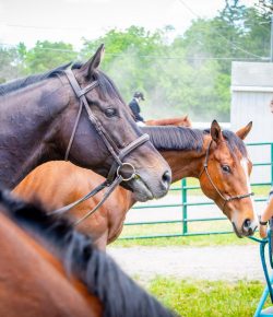 Thoroughbred Logic, Presented by Kentucky Performance Products: When Simply Being Good Wins
