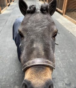Reader Photo Challenge: Miniature Horses