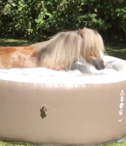 Tuesday Video: Pony Pool Party