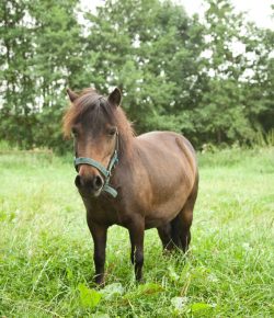 Holiday Horse Names: Independence Day Miniature Horses