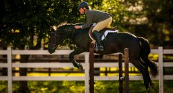 Reader Photo Challenge: Mustang Horses