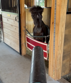 Tuesday Video: Wind in the Mane
