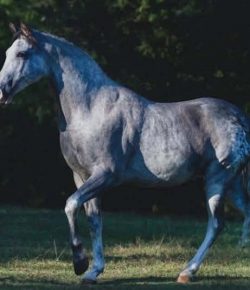 Reader Photo Challenge: Gaited Horses