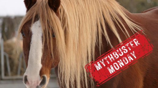 Mythbuster Monday: Cutting a Horse’s Hair Makes it Thicker