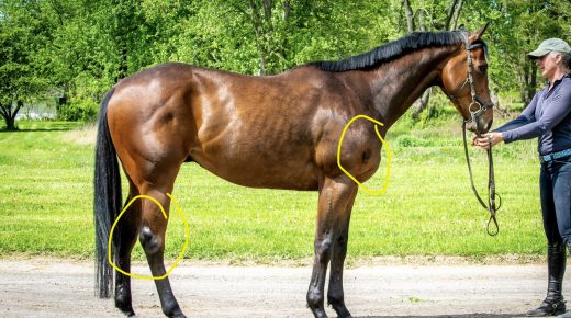 Thoroughbred Logic, Presented by Kentucky Performance Products: The Laundry List