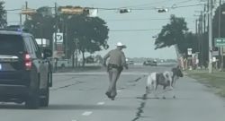 Tuesday Video: Highway Hoof Chase