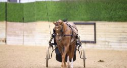 Reader Photo Challenge: Driving Horses
